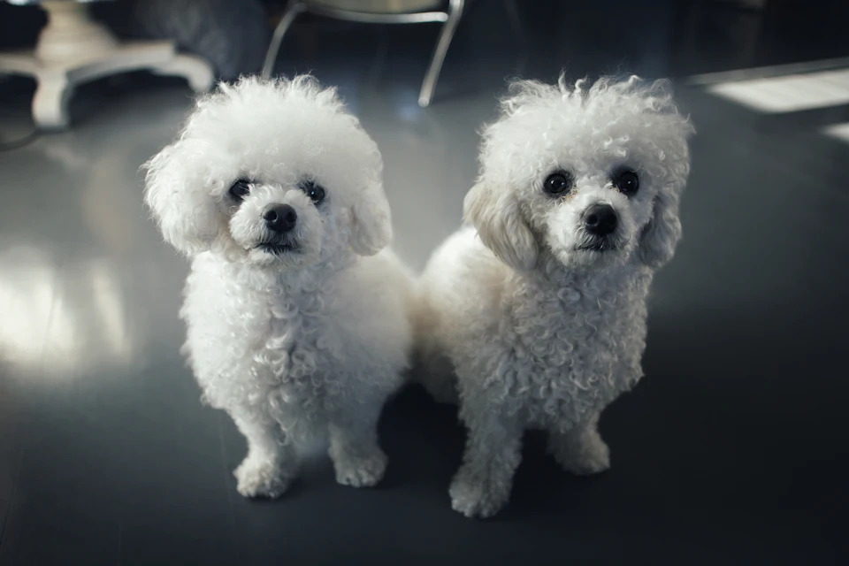 Two white poodles sit on a dark floor looking forward